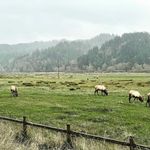 Tahner Lee Perryman - @the_grand_pnw_lens - Instagram