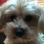 Maxwell Lee Petry - @fear_the_fluff - Instagram