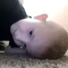zanderleephilpott - @zanderleephilpott - TikTok