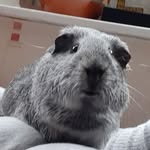 Sparky Lee - @sparky_lee_piggy - Instagram