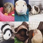 The Lee Piggie Family - @theleepiggiefamily - Instagram