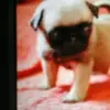 kaelyn lee post - @kaelynlee1234 - TikTok
