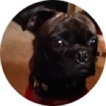 🐶 Pugsly Lee 🐶 - @_pugsley_lee_ - Instagram