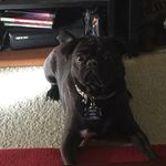 Poe & Bruce Lee B. Pugsley - @poeandbruce - Instagram