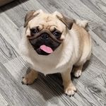 pugsley lee + milo-gomez - @pugsley_lee - Instagram