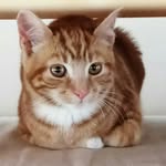 leo cat - @leepyleethecat - Instagram
