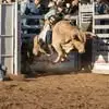 Alabama Slammer - @rife_lee - TikTok