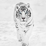 Garett Lee Rockwell - @white_tiger_plays - Instagram