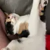 Dolly - @lynlee.rohde - TikTok