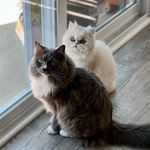 Roll-Lee and Tiki - @watchroll_lee - Instagram