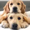 Lee Rosa_Official💕🧸❤️ - @lee.rosa_official - TikTok