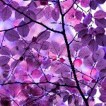 lianna grey - @leerule2005 - Instagram