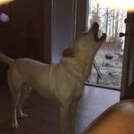 Lee Rushing - @rushinglee09 - Instagram