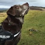 Lee Sands - @sandsiey - Instagram