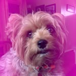 Bieber Lee Shafer - @thebieberlee - Instagram