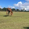Leesha fernando - @leesha.fernando - TikTok