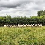 Shipton Lee Hampshire Downs - @shipton_lee_hampshires - Instagram