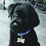 Lee Shiro - @lee_shiro.fk - Instagram