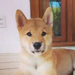 Lee Shiro 🐶 - @leeshiro_ - Instagram