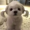 Leexshiro - @leexshiro - TikTok