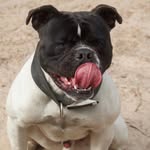 Bruce Lee The Olde Bulldogge - @shoulders_brucelee - Instagram