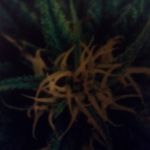 Lee simons - @cannaman1979 - Instagram