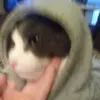 spike - @evanleesipes - TikTok