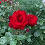 Lee Speed - @lee.speed.7712 - Instagram