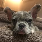 Blú Lee Stallard - @blu_the_merle_frenchie - Instagram