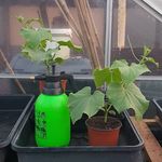 lee storey - @back_door_veg - Instagram