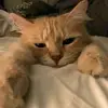 strombergle - @strombergle - TikTok