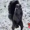 ¯\_(ツ)_/¯ - @brantlee.strunk - TikTok