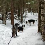 lee, trout, and gup - @muttybuddies - Instagram