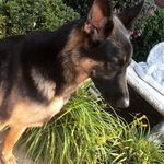 Janea Daye Lee Vance - @linkthehandsomk9 - Instagram