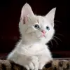 LeeVo clip - @leevo.cat - TikTok