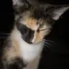 Sandylee Voss - @sandylee.voss - TikTok