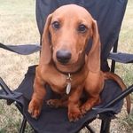 Todd Lee Wellington - @thedapperestdachshund - Instagram