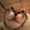 BRAYLEE - @brayleewelty2004 - TikTok