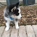 Alexus Daniella Wendt - @falcon_lee_wendt - Instagram