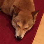 Koda Lee Wentworth - @kodabear8899 - Instagram