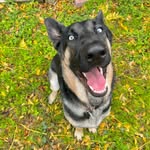 wessonlee the german shepard - @wessonlee - Instagram