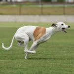 🐶 Freddie the Whippet - @freddie_lee_whippet - Instagram