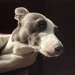 Luna Lee - @lunalee_thewhippet - Instagram