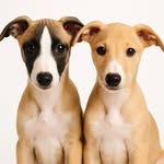 𝗢 𝗦 𝗛 𝗔  &  𝗡 𝗔 𝗟 𝗔 - @sleek.whippets - Instagram