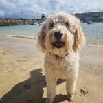 lee whitehead - @cornishdogs - Instagram