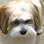 Rita Lee Whitley - @gussies_mom - Instagram