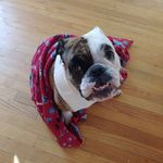 Michelle Lee whitmer - @bettylouthebulldog - Instagram
