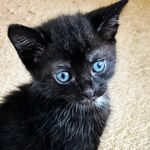 Lee Wideman - @buddyandbean_pets - Instagram