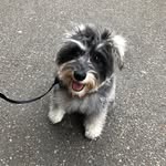 Lola Lee Willcox - @little.schnauzer.lola - Instagram