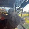 You’re local redneck🦆🐗 - @leewillcox - TikTok